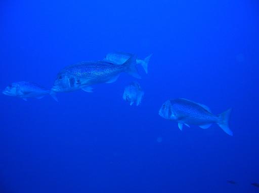 Poisson Denti.JPG